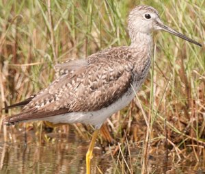 Larger Yellowlegs.jpg