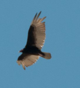 Turkey Vulture.jpg