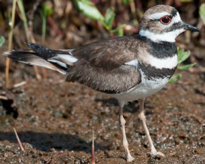 Killdeer.jpg