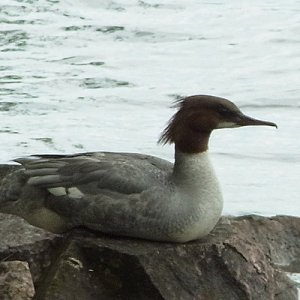 110624bird1.jpg