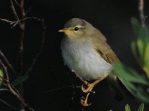 PhylloscopusTrochilus_0004.jpg