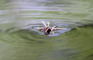 på vattenpromenad.jpg