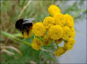 Humla_gula_blommor_28_7_2010.jpg