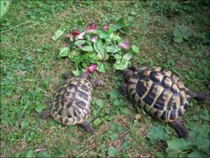 Sköldpaddor på grönbete utanför Ockelbo_3_8_2010.jpg