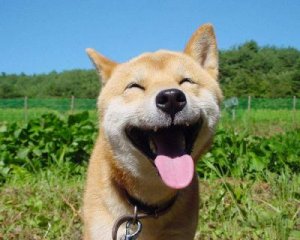 Cute-happy-dog-smile-monday-saturday-work-laugh-and-fun.jpg