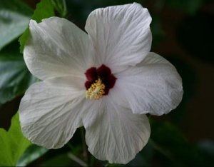 Hibiskusen blommar i vardagsrumsfönstret 15_8_2010.jpg