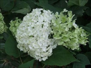 Syrenhortensia_22_8_2010.jpg