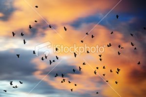 stock-photo-17793547-flock-of-birds-against-motion-blurred-dramatic-sunset-sky.jpg