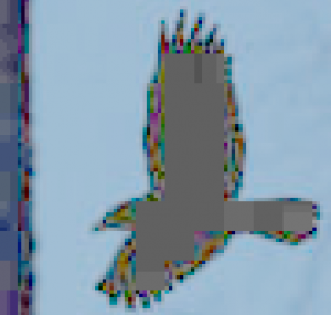 crow2_one-color-area.png
