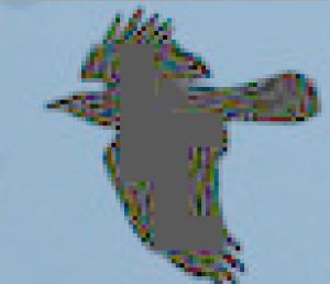 crow_one-color-area.png