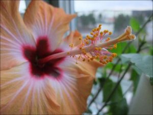 Hibiskusen_i_närbild_13_11_2010.jpg