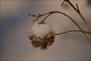 Torkad_frusen_fröställning_31_12_2010.jpg