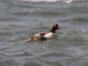 eider.jpg