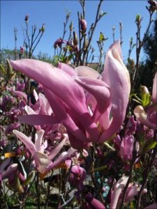 Magnolian_29_4_2011.jpg