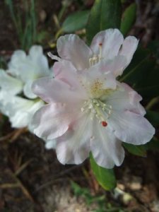 Rhododendronblom_14_5_2011.jpg