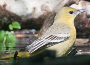 Orchard Oriole.jpg