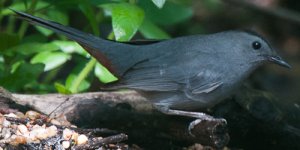 Gray Catbird.jpg