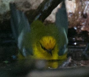 Blue-winged Warbler1.jpg