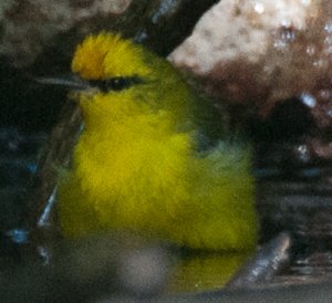 Blue-winged Warbler2.jpg