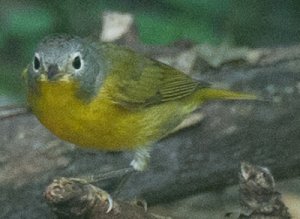 Nashville Warbler.jpg