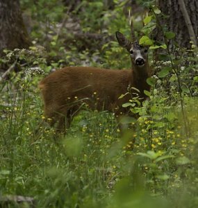 Rådjur Råbyskogen,Västerås 110618-Redigera.jpg