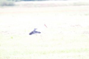 _MG_1013.jpg _MG_1013.jpg