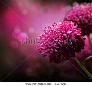 stock-photo-dahlia-autumn-flower-design-with-copy-space-64578211.jpg