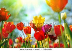 stock-photo-beautiful-spring-flowers-24206422.jpg