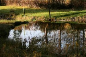 Spegling i dammen utanför Ockelbo_22_10_2011.jpg