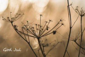 3051 DSC_1432-Redigera.jpg