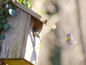 Blåmes slåss om holkDSC_1825.jpg