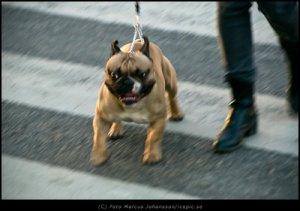 64642-Nice-doggy-100k.jpg