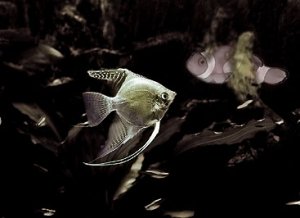 untitled-1 dcopy.jpg