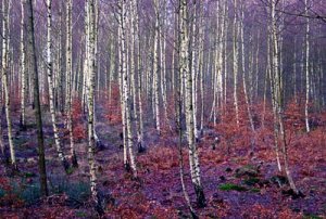 natur.jpg