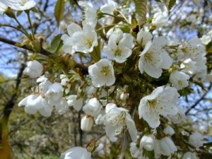 Fruktblommor_7_5_2012.jpg