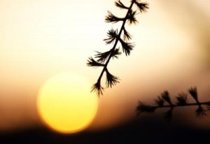 sunset branch.jpg