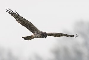 130509 Montagu's Harrier.jpg