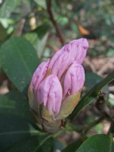 Rhododendronknopp_13_5_2012.jpg