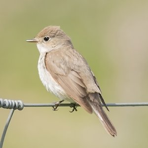 130512 Red-breasted Flycatcher.jpg