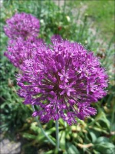 Allium_29_5_2012.jpg