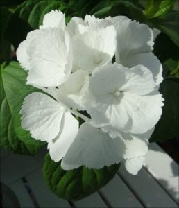 Vit_Hortensia_31_5_2012.jpg