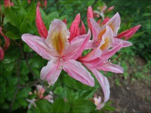 Rhododendronblommor_5_6_2012.jpg