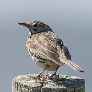 130608 Meadow Pipit 2.jpg