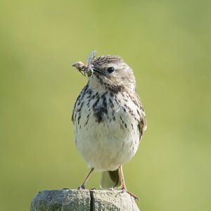 130608 Meadow Pipit with food 2.jpg