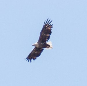 Havsörn Norrviken_20130605_09a.jpg