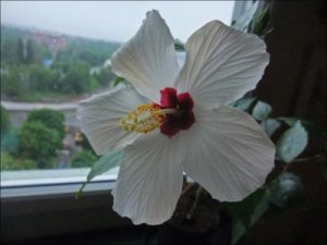 Hibiskusblomma_i_Täby_19_6_2012.jpg