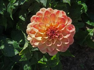 Dahlia_9_7_2012.jpg