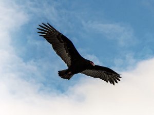 Condor.jpg