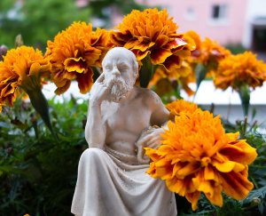 Figur+Tagetes Hammarby,Västerås 120922.jpg