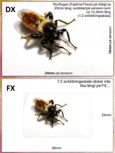 DX vs FX vid makro.jpg